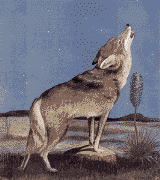 loup