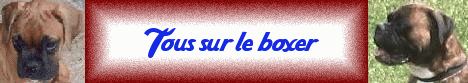 banni&egrave;re spider-boxer