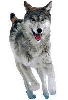 loups