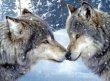 loups