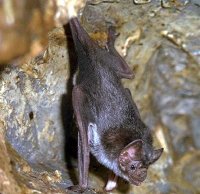 chauve-souris